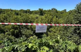 В Курске началась масштабная борьба с борщевиком Сосновского