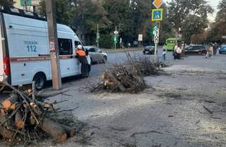 В Курске за неделю снесли 24 аварийных дерева