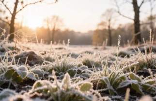 Два дня до лета: Курскую область накроют заморозки до -1°C