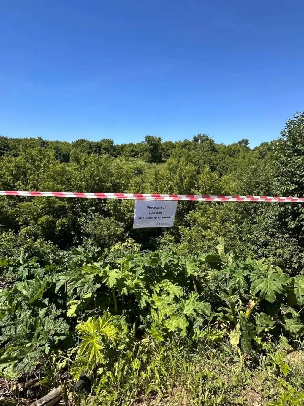 В Курске началась масштабная борьба с борщевиком Сосновского