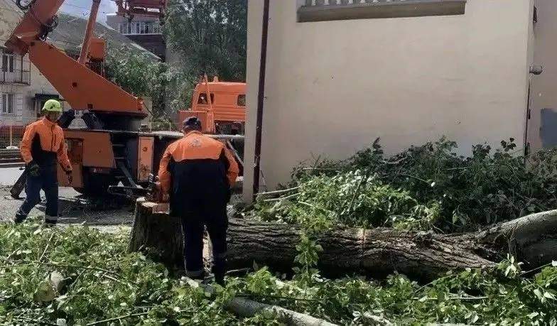 В Курске в непогоду 16 упавших деревьев повредили машины, провода и забор