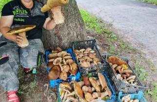 Курянка нашла в лесу гигантский гриб весом почти 1,4 кг